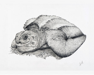 Tortue luth (Dermochelys coriacea): Leatherback Sea Turtle